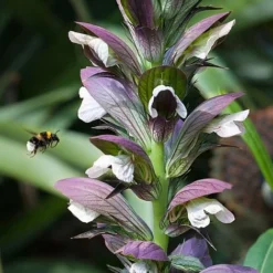 Acanthus Spinosus -Urban Lucky Shop ACAN V59518 B h