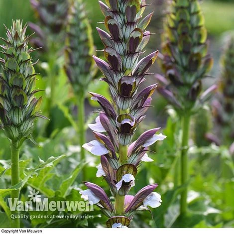 Acanthus Mollis 2 Acanthus Mollis - Image 2