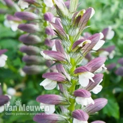 Acanthus Mollis 5 Acanthus Mollis -Urban Lucky Shop ACAN V61154 C