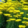Achillea Filipendulina 'Coronation Gold'