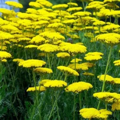 Achillea Filipendulina 'Coronation Gold'