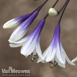 Agapanthus 'Fireworks' -Urban Lucky Shop AGA FIRE B