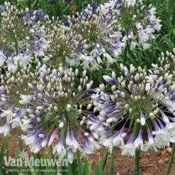 Agapanthus 'Fireworks' -Urban Lucky Shop AGA FIRE C