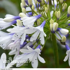 Agapanthus 'Twister' -Urban Lucky Shop AGAP V63766 D