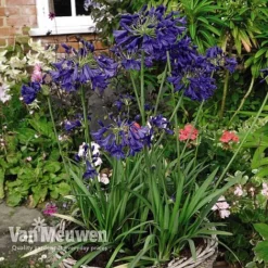 Agapanthus 'Flower Of Love' -Urban Lucky Shop AGAP V72561 D