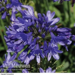 Agapanthus 'Ever Sapphire' -Urban Lucky Shop AGAP VKA3940 A