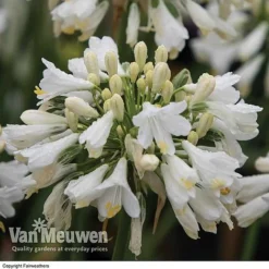 Agapanthus 'Ever White' -Urban Lucky Shop AGAP VKA3941 A