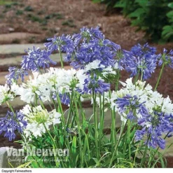 Agapanthus 'Ever White' -Urban Lucky Shop AGAP VKA3941 B