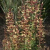 Agastache 'Summer Glow'