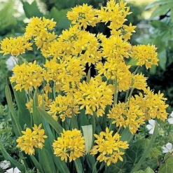 Bumper Spring Bulb Collection -Urban Lucky Shop ALLI T11408 A h