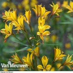 Alstroemeria 'Sweet Laura' -Urban Lucky Shop ALST 61567 D