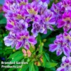 Alstroemeria 'Butterfly Hybrids'