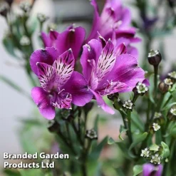 Alstroemeria 'Butterfly Hybrids' -Urban Lucky Shop ALST BUTTERHYB L39298