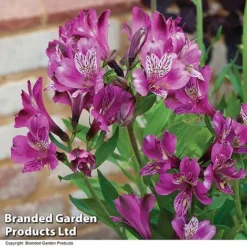 Alstroemeria 'Butterfly Hybrids' -Urban Lucky Shop ALST BUTTERHYB T19298