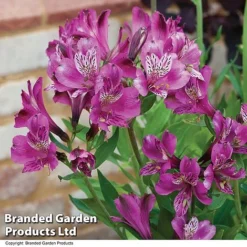 Alstroemeria 'Butterfly Hybrids' -Urban Lucky Shop ALST BUTTERHYB T19348