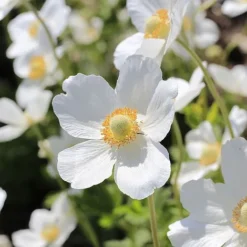 Anemone Sylvestris