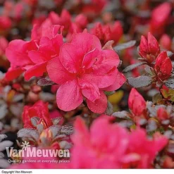 Azalea 'Dwarf Collection' 8 Azalea 'Dwarf Collection' -Urban Lucky Shop AZAL V53136 B