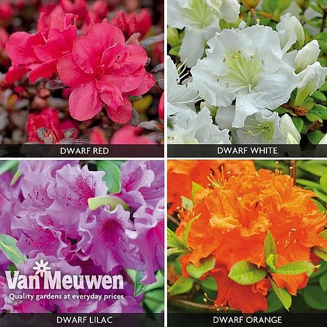 Azalea 'Dwarf Collection' 1 Azalea 'Dwarf Collection'