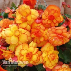 Begonia 'Cascading Fireball' -Urban Lucky Shop BEGO 69301 C