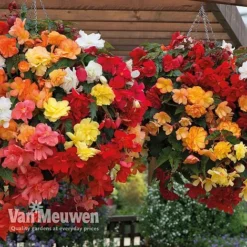 Begonia 'Illumination Mixed' 12 Begonia 'Illumination Mixed' -Urban Lucky Shop BEGO P86758 B