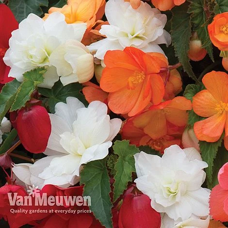 Begonia 'Illumination Mixed' 9 Begonia 'Illumination Mixed' - Image 9