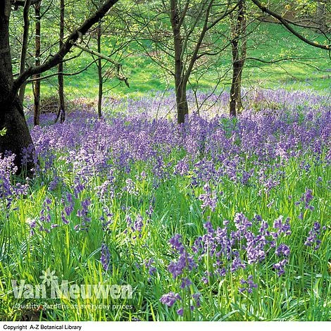 English Bluebells 2 English Bluebells - Image 2