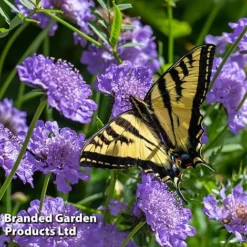 Scabious 'Blue Note'