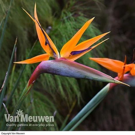 Bird Of Paradise Flower 2 Bird Of Paradise Flower - Image 2