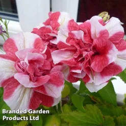 Petunia 'Cherry Ripple' (Tumbelina Series) -Urban Lucky Shop BrandedGP Copyright Image cherry3