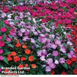 Nurseryman’s Choice Summer Favourites -Urban Lucky Shop BrandedGP Copyright Image impa