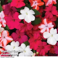 Nurseryman’s Choice Summer Favourites -Urban Lucky Shop BrandedGP Copyright Image red impa