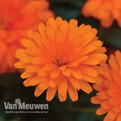 Calendula 'Power Daisy' Collection 7 Calendula 'Power Daisy' Collection -Urban Lucky Shop CALE VKA1013 C