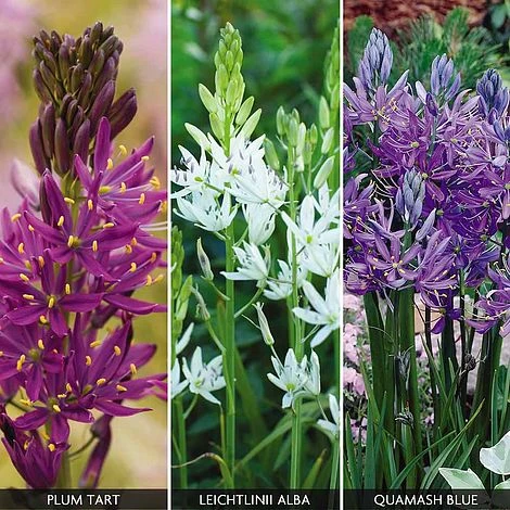 Camassia Collection 1 Camassia Collection