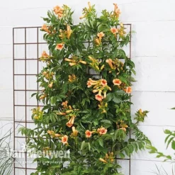 Campsis X Tagliabuana 'Indian Summer' -Urban Lucky Shop CAMP V63780 b