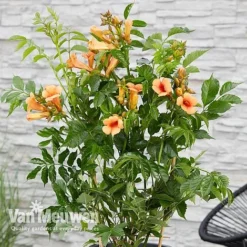 Campsis X Tagliabuana 'Indian Summer' -Urban Lucky Shop CAMP V63780 c
