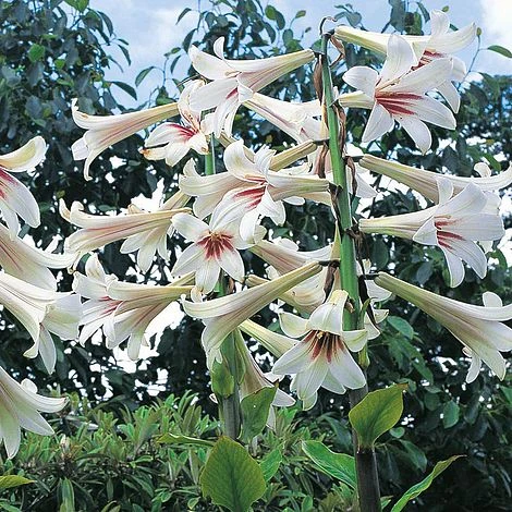 Cardiocrinum Giganteum 1 Cardiocrinum Giganteum