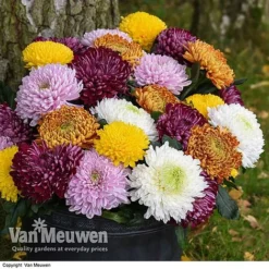 Chrysanthemum 'Incurved Mixed' -Urban Lucky Shop CHRY 72960 B