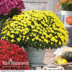 Chrysanthemum 'Hardy Patio Improved' -Urban Lucky Shop CHRY V17671 C