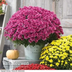 Chrysanthemum 'Hardy Patio Improved' -Urban Lucky Shop CHRY V17671 D