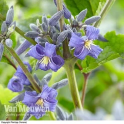 Clematis 'New Love' 10 Clematis 'New Love' -Urban Lucky Shop CLEM V56881 A1