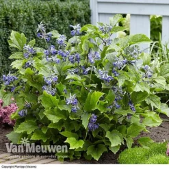 Clematis 'New Love' 9 Clematis 'New Love' -Urban Lucky Shop CLEM V56881 C