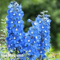 Delphinium 'Summer Skies' (Pacific Hybrid) -Urban Lucky Shop DELP v65292 C