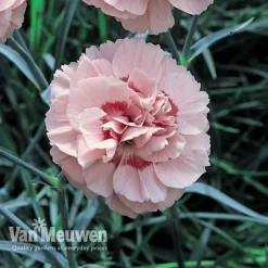 Dianthus 'Cottage Garden Collection' 9 Dianthus 'Cottage Garden Collection' -Urban Lucky Shop DIAN V82918 D
