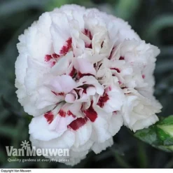 Dianthus 'Cottage Garden Collection' 10 Dianthus 'Cottage Garden Collection' -Urban Lucky Shop DIAN V82918 E