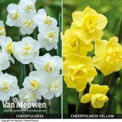 Daffodil 'Cheerfulness Duo' -Urban Lucky Shop Daffodil Cheerfulness Duo