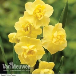 Daffodil 'Cheerfulness Duo' -Urban Lucky Shop Daffodil Cheerfulness Yellow