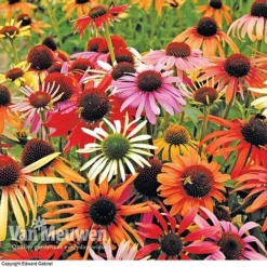 Echinacea Purpurea 'Primadonna Mixed'