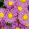 Erigeron Seciosus 'Pink Jewel'