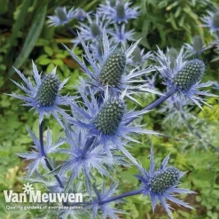 Eryngium 'Blue Steel' -Urban Lucky Shop ERYN 42770V B