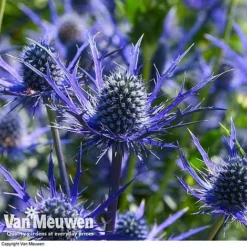 Eryngium 'Blue Steel' -Urban Lucky Shop ERYN 42770V E